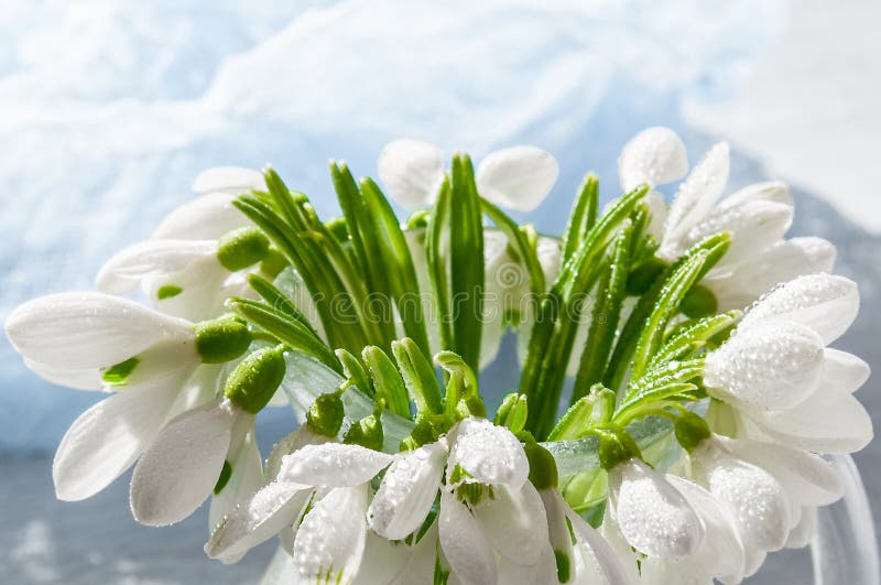 Snowdrops букета на деревянных предпосылке и бегуне цвета just rained Будьте матерью дня ` s, дня валентинок, дня ` s женщин стоковые фото Snowdrops букета на деревянных предпосылке и бегуне цвета just rained Будьте матерью дня ` s, дня валентинок, дня ` s женщин стоковые фото