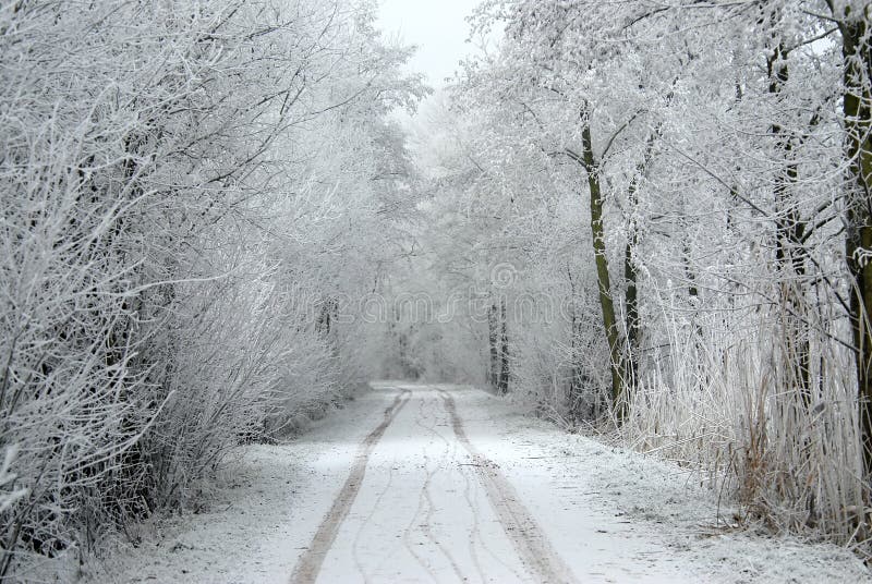 Snowed alley between trees and bushes with tracks