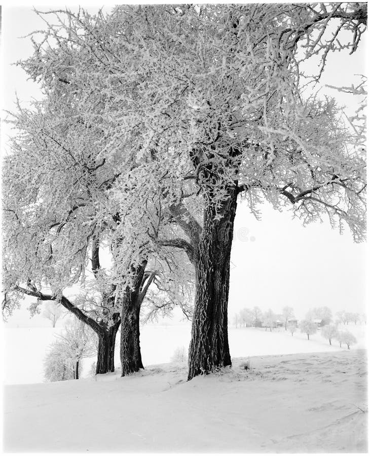 Apple trees covered with snow in winter. Apple trees covered with snow in winter.