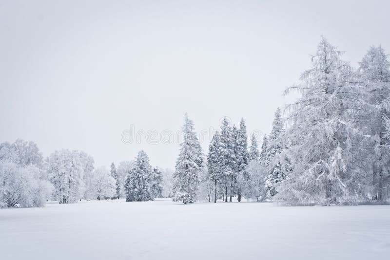 View on the snowed trees. View on the snowed trees
