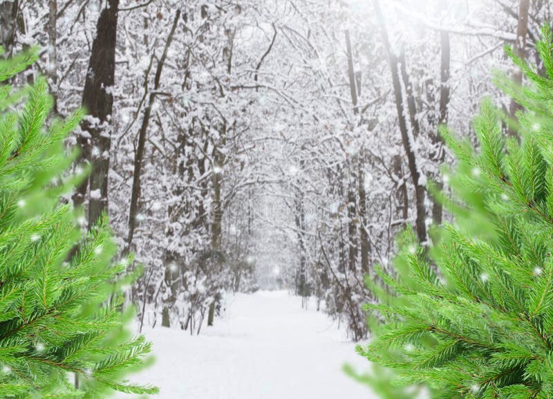 Way in snowed winter forest with evergreen trees. Way in snowed winter forest with evergreen trees