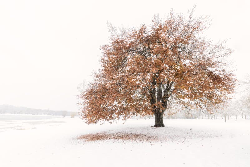 Snowed oak with yellow leaves in Landa, Alava