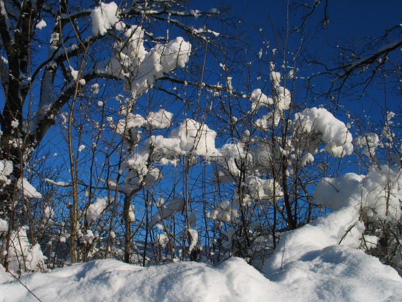 Snowed in trees - winter most inviting