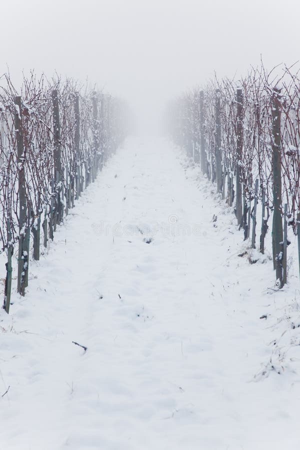 Snowed vineyards in the fog, winter season, Italy, europe.