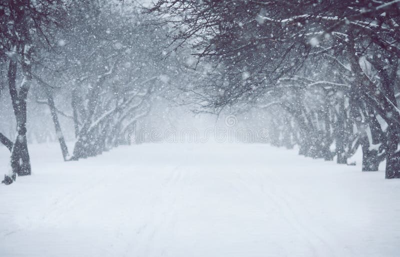 snowfall foto de stock royalty free snowfall foto de stock royalty free