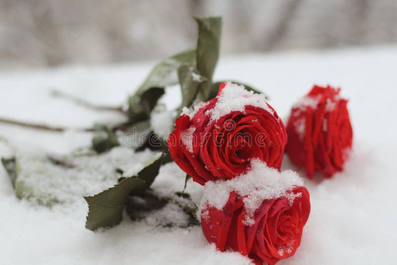 Snowfall. The natural environment. A snowy bouguet of bight red roses with green leaves lyhg on the snow closeup.