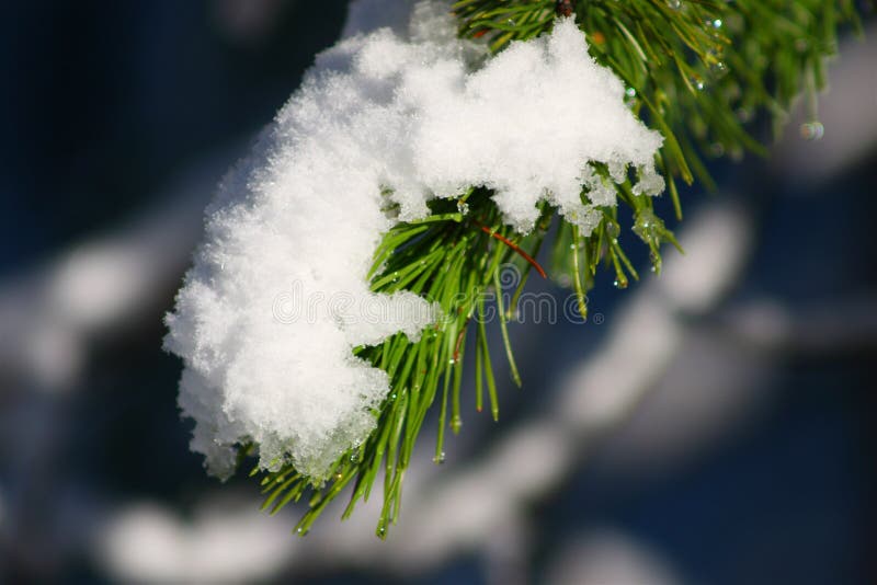 Snowfall on pine bough