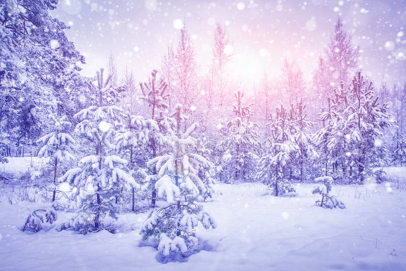Snowfall in winter forest at bright sunrise. Snowflakes shining on sunlight over snowy christmas trees. Xmas background royalty free stock image Snowfall in winter forest at bright sunrise. Snowflakes shining on sunlight over snowy christmas trees. Xmas background royalty free stock image