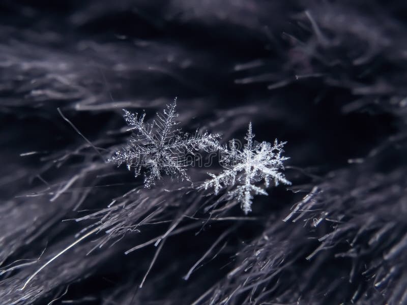 Snowflake Beautiful on the Grey Winter Background Stock Image - Image