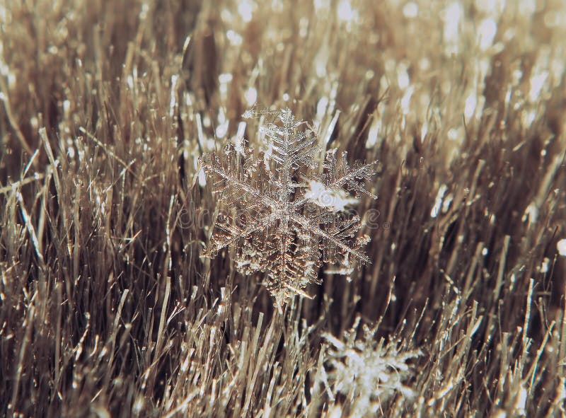 Snowflake Beautifull on the Grey Background Stock Image - Image of
