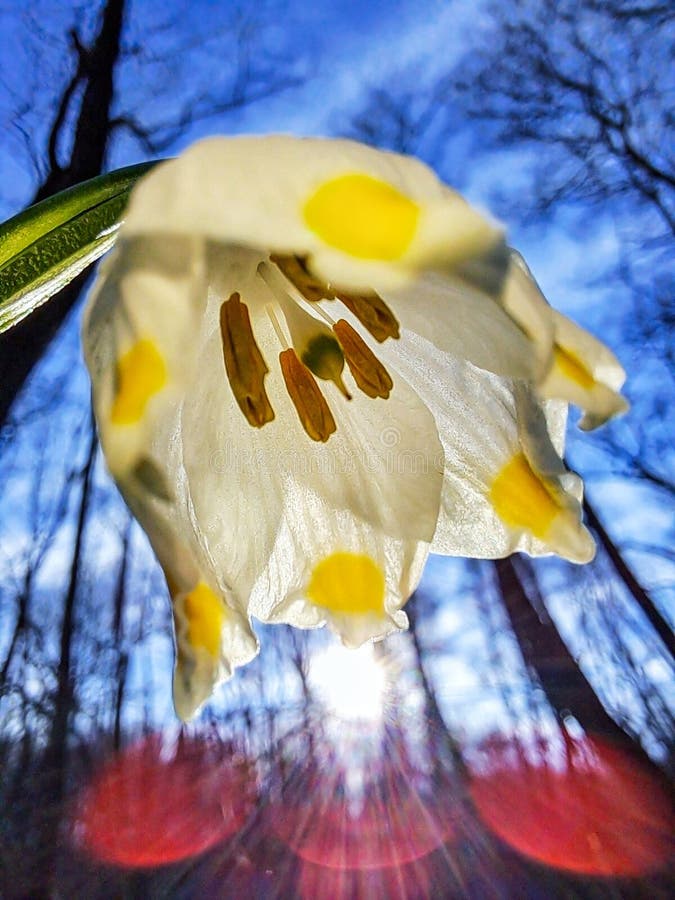 SUNSHINE MAKRO intelligence overview