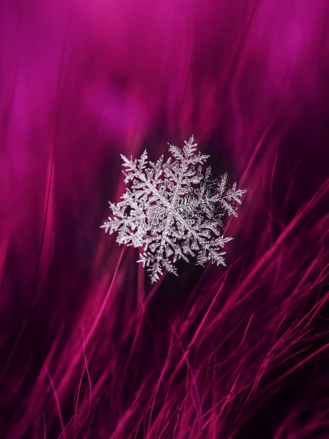 Snowflake όμορφο στη ζωηρόχρωμη μακροεντολή υποβάθρου στοκ φωτογραφία