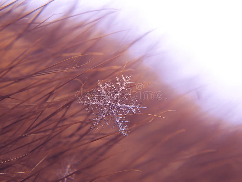 Snowflake όμορφο στη ζωηρόχρωμη μακροεντολή υποβάθρου στοκ εικόνα με δικαίωμα ελεύθερης χρήσης