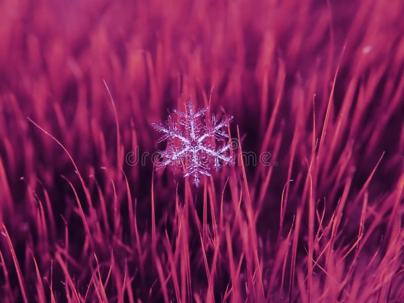 Snowflake όμορφο στη ζωηρόχρωμη μακροεντολή υποβάθρου στοκ εικόνα