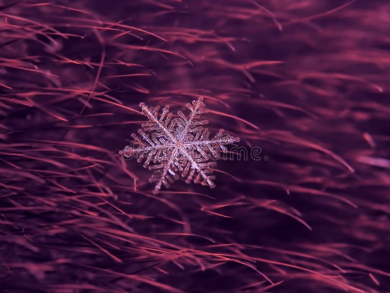 Snowflake όμορφο στη ζωηρόχρωμη μακροεντολή υποβάθρου στοκ εικόνες