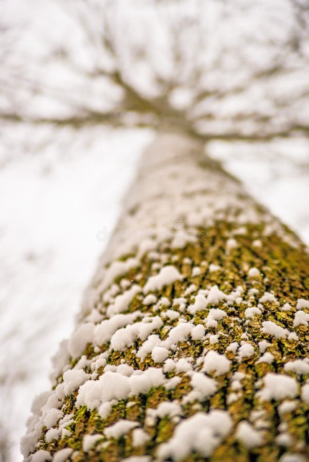 Snowhat on beech bark royalty free stock images