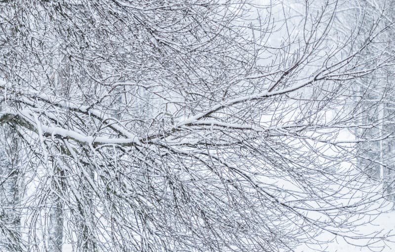 Fairytale fluffy snow-covered trees branches, nature scenery with white snow and cold weather. Snowfall in winter park.