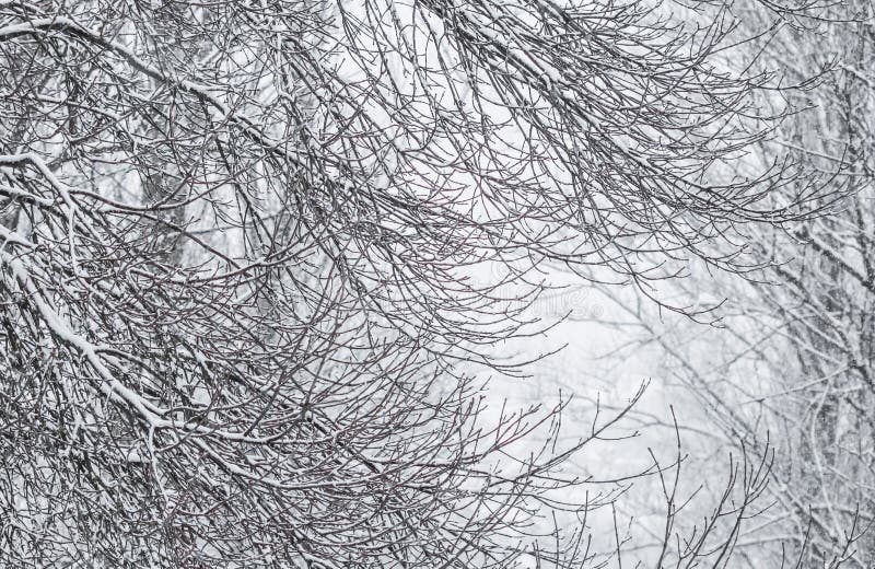 Fairytale fluffy snow-covered trees branches, nature scenery with white snow and cold weather. Snowfall in winter park. Gray, branch.