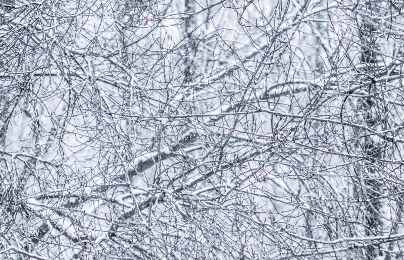 Fairytale fluffy snow-covered trees branches, nature scenery with white snow and cold weather. Snowfall in winter park. Gray, outdoor.