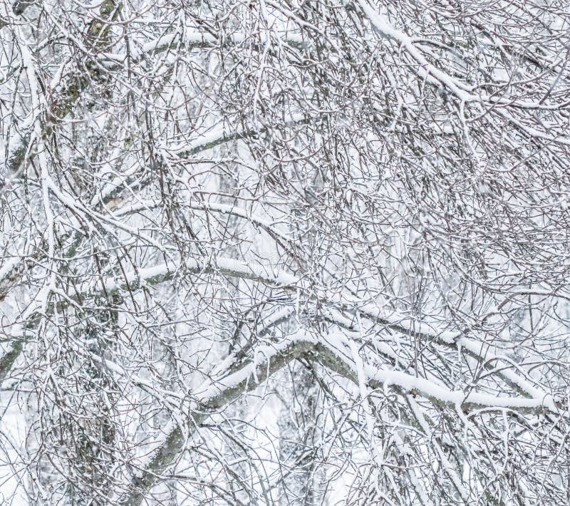 Fairytale fluffy snow-covered trees branches, nature scenery with white snow and cold weather. Snowfall in winter park. Garden, holidays.