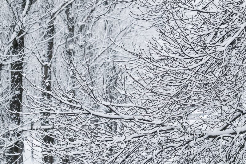 Fairytale Fluffy Snow-covered Trees Branches, Nature Scenery With White Snow And Cold Weather. Snowfall In Winter Park