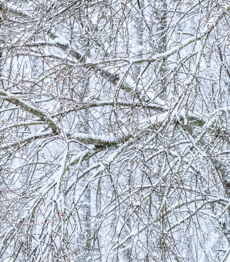 Fairytale Fluffy Snow-covered Trees Branches, Nature Scenery With White Snow And Cold Weather. Snowfall In Winter Park