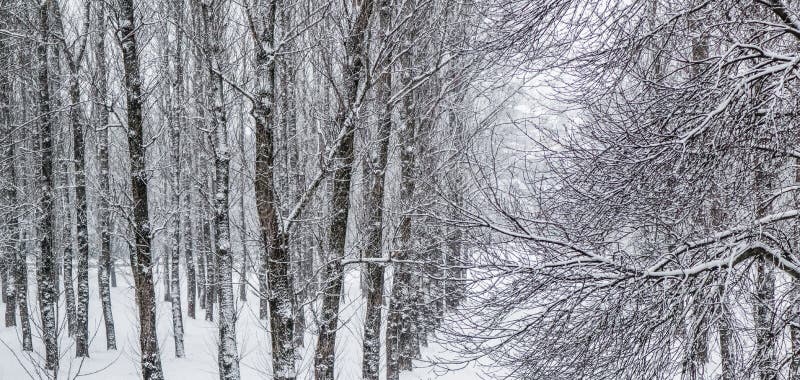 Fairytale Fluffy Snow-covered Trees Branches, Nature Scenery With White Snow And Cold Weather. Snowfall In Winter Park