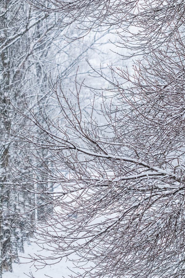 Fairytale fluffy snow-covered trees branches, nature scenery with white snow and cold weather. Snowfall in winter park. Frost, environment.