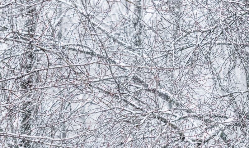 Fairytale Fluffy Snow-covered Trees Branches, Nature Scenery With White Snow And Cold Weather. Snowfall In Winter Park