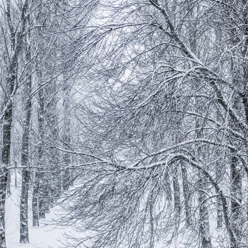 Fairytale fluffy snow-covered trees branches, nature scenery with white snow and cold weather. Snowfall in winter park. Frost, concept.