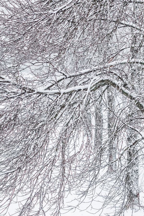 Fairytale fluffy snow-covered trees branches, nature scenery with white snow and cold weather. Snowfall in winter park. Outdoor, landscape.