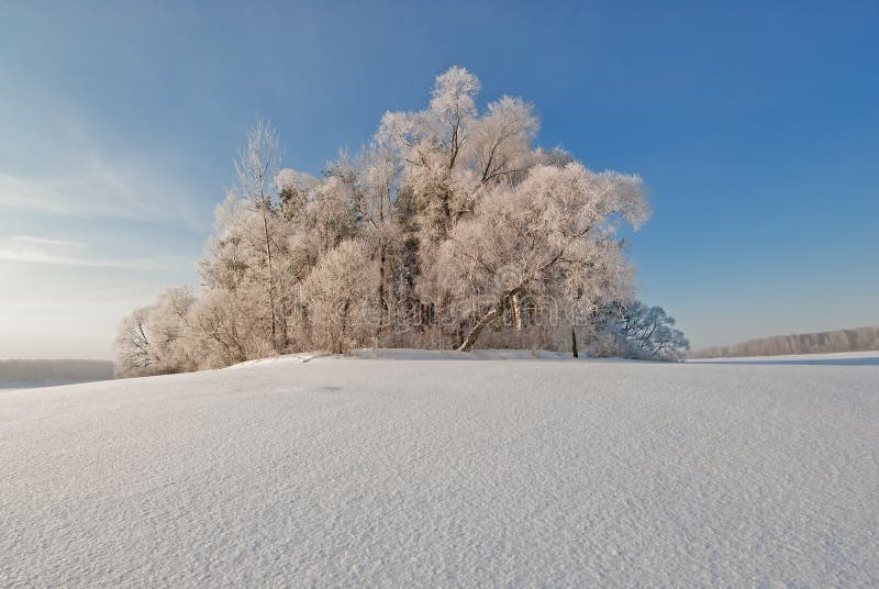 Snowpack and the trees