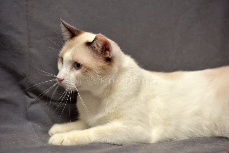 Snowshoe Cat Black Stock Photos Free & RoyaltyFree Stock Photos from