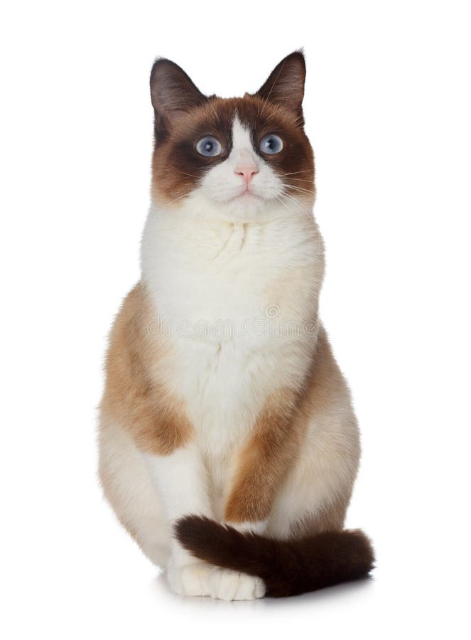 Snowshoe cat, isolated on white