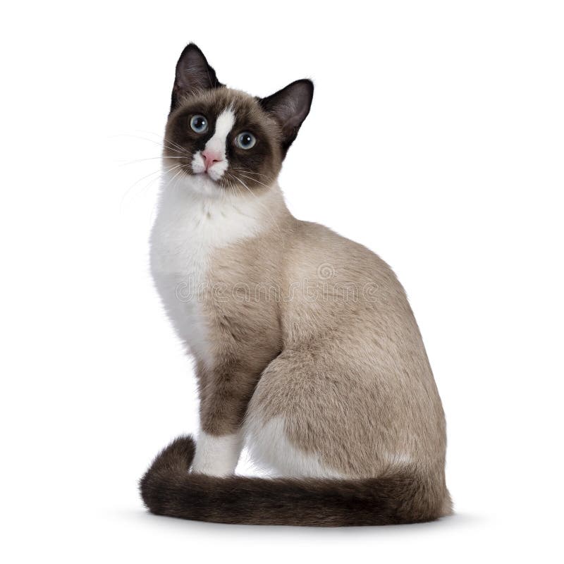 Snowshoe Cat On White Background Stock Image Image Of Affectionate Sweet