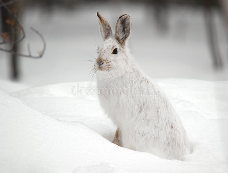 Biely Snežniciach Zajace v Zime.