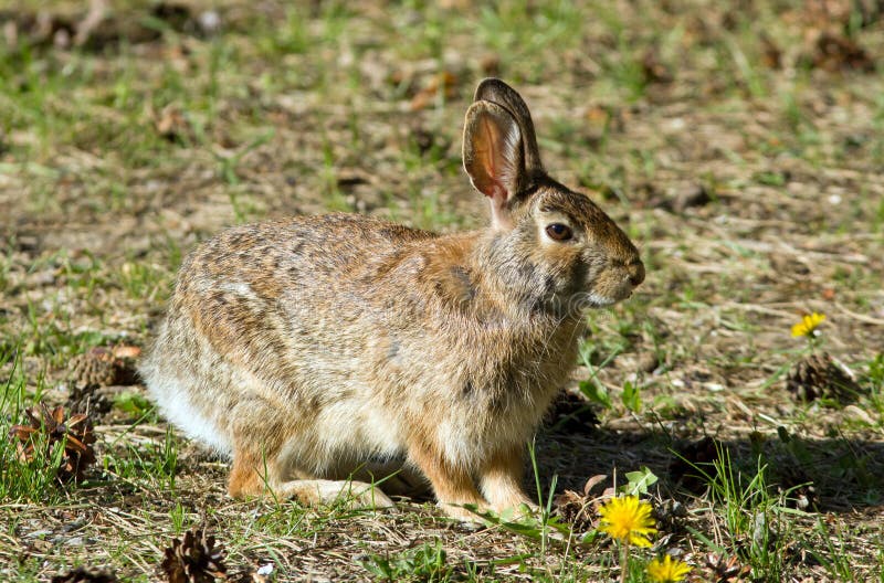 Snowshoe Hare, Lepus americanus stock image Snowshoe Hare, Lepus americanus stock image
