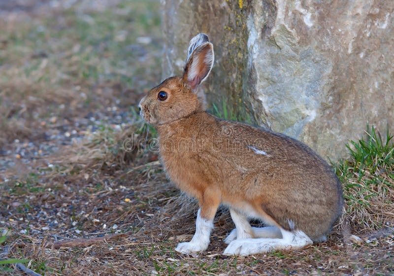 Snowshoe Hare or Varying Hare (Lepus Americanus) in Spring Stock Image