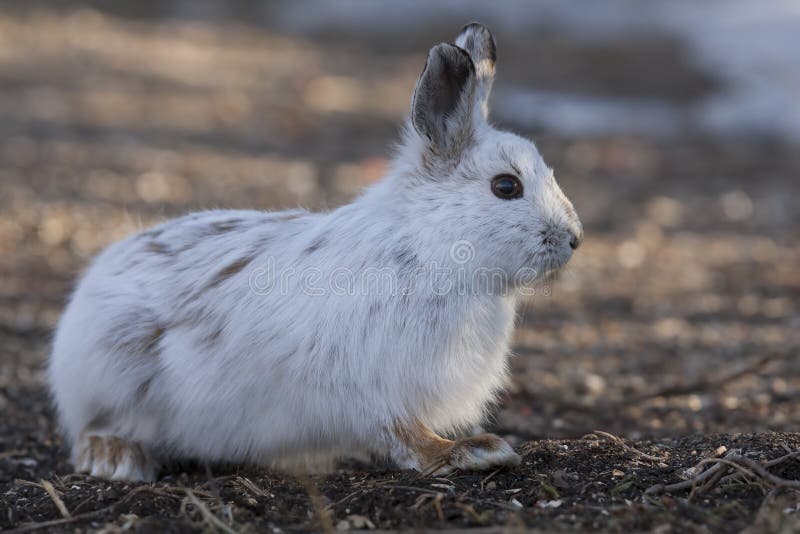 Snowshoe Hare or Varying Hare (Lepus Americanus) in the Spring Stock
