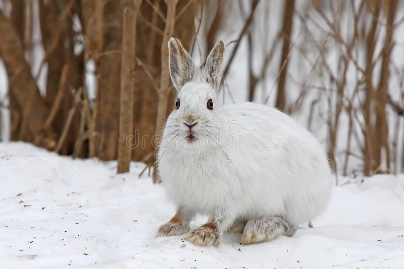 Snowshoe Hare or Varying Hare (Lepus Americanus) Closeup in Winter in