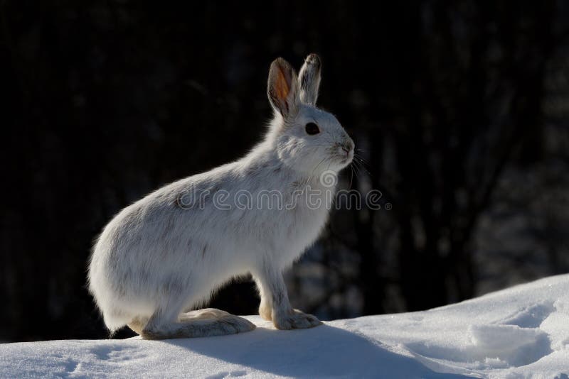 Snowshoe Hare or Varying Hare (Lepus Americanus) Closeup in Winter in
