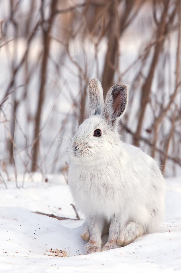 Snowshoe Hare or Varying Hare (Lepus Americanus) Closeup in Winter in