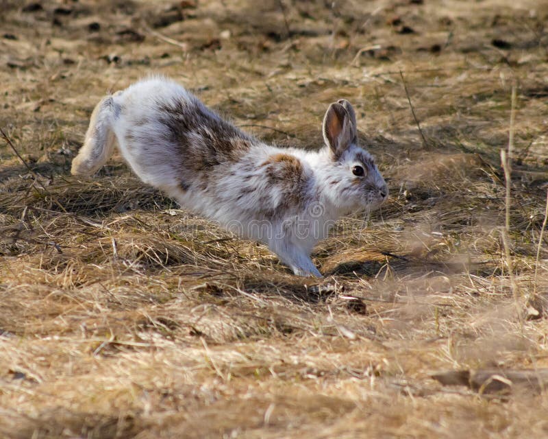 Snowshoe Hare in Spring stock photo. Image of spring 69792758