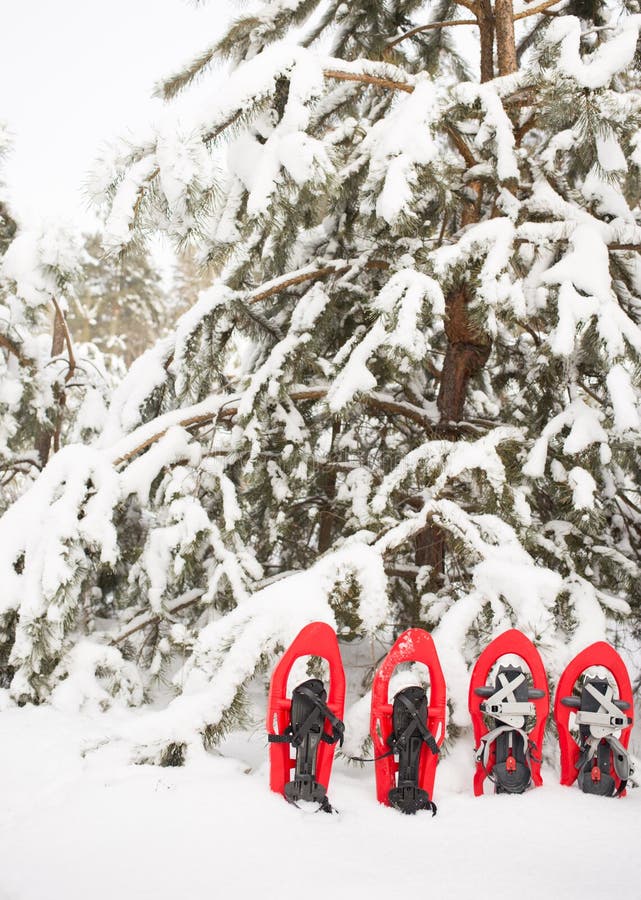 Snowshoes in the forest. stock image. Image of height 65706299