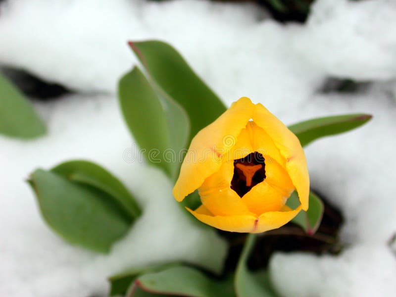 Snowtulpanyellow royaltyfria bilder