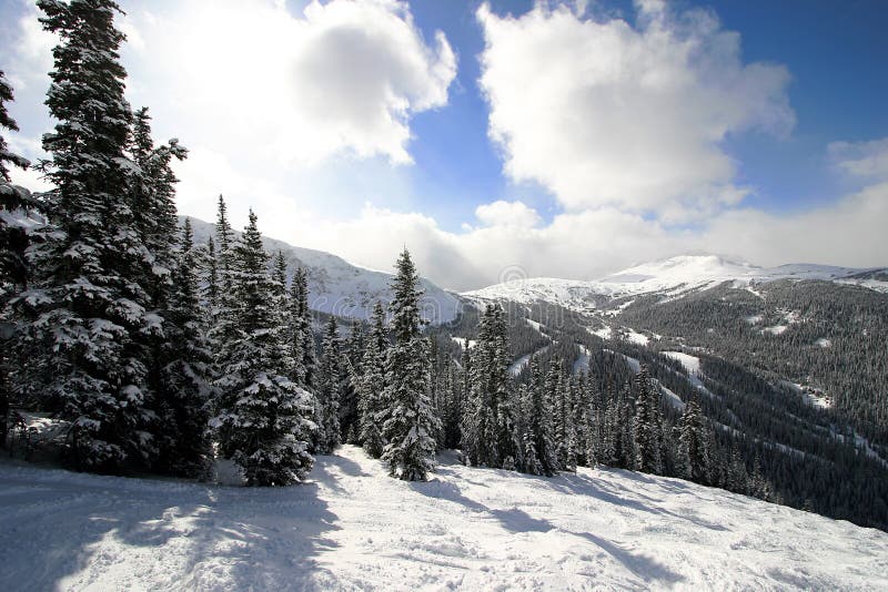 Snowy Alpine Forest