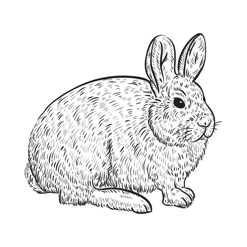 arctic hare coloring pages