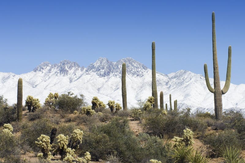 A Snowy Backdrop stock image