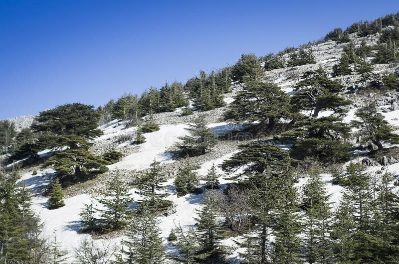 Snowy mountain of Mount Lebanon, Cedar of Lebanon, symbol of the country. Snowy mountain of Mount Lebanon, Cedar of Lebanon, symbol of the country.