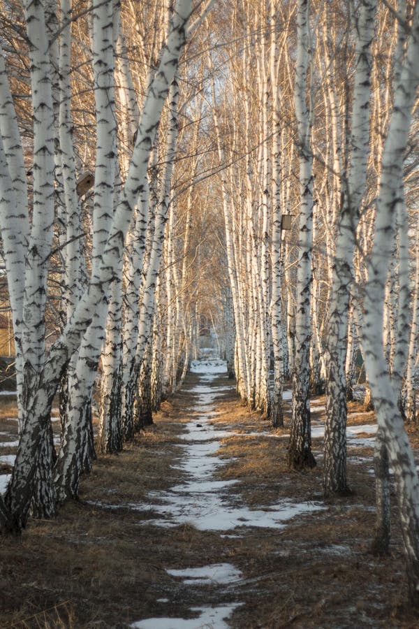 Snowy Birch Path stock photo. Image of december, covered - 61646412